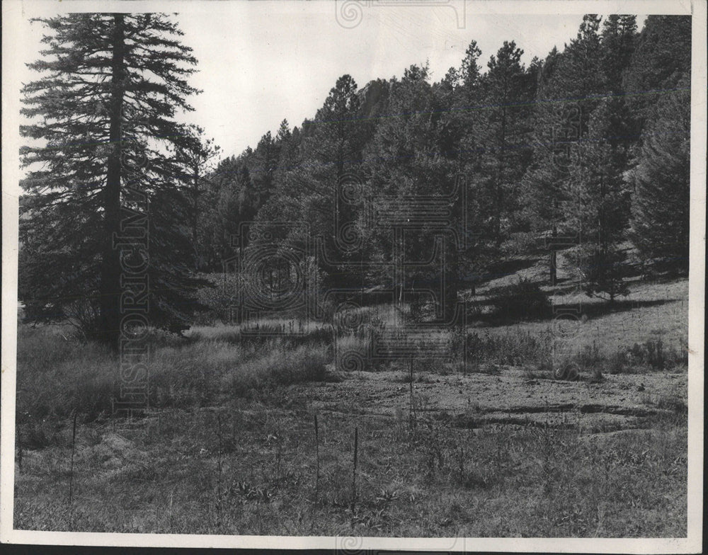 1950 Press Photo Pike National Forest Sugar Creek - Historic Images