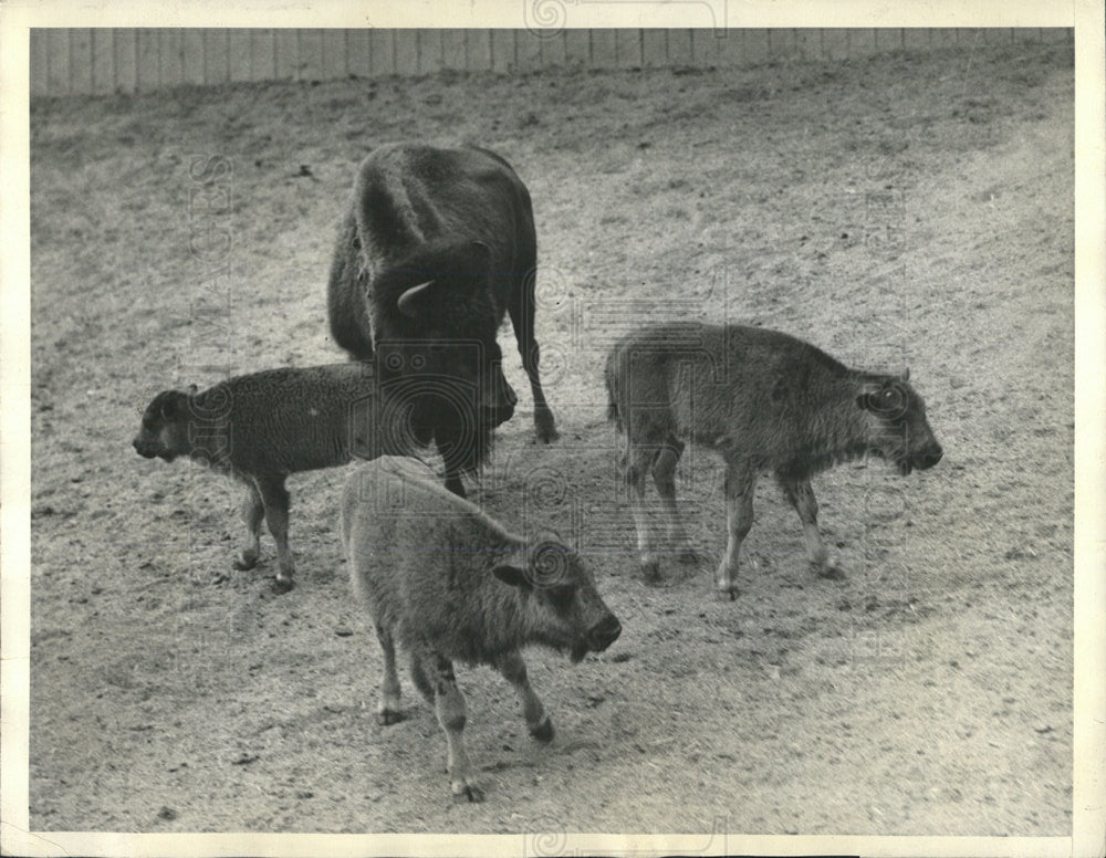 1935 Press Photo Triplets/Buffalo/California - Historic Images