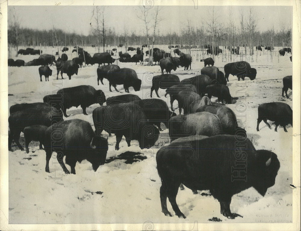 1935 Press Photo Bisons Elk Island Park Alberta Canada - Historic Images