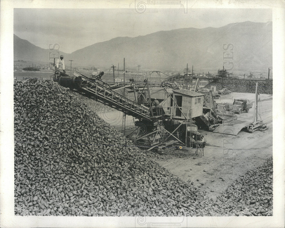 1948 Press Photo Sugar Beets - Historic Images