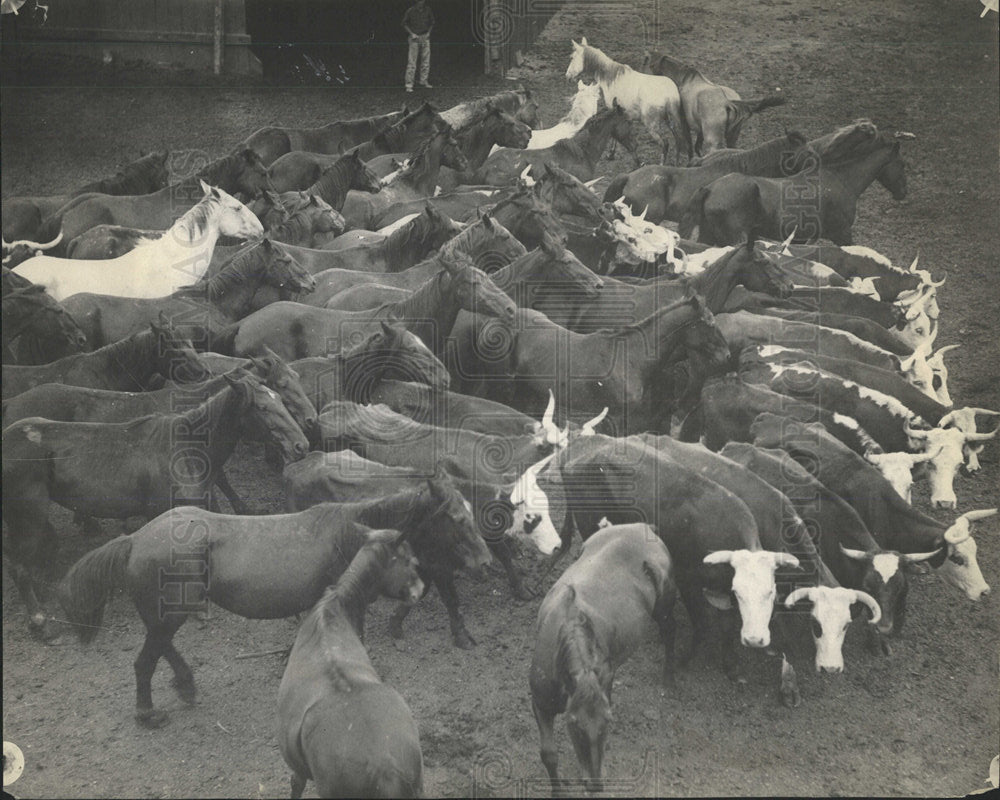 Press Photo Stockyards Denver Sheep - Historic Images