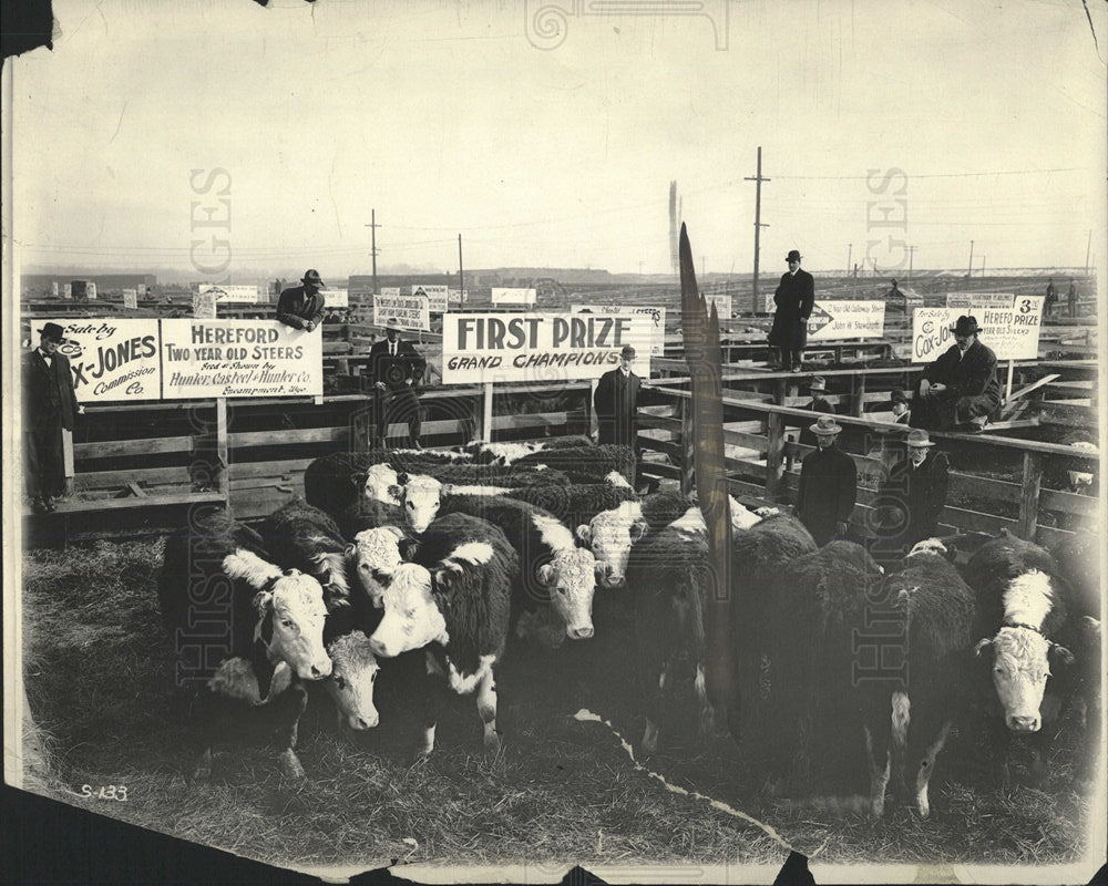 Press Photo Grand Champions Steers - Historic Images