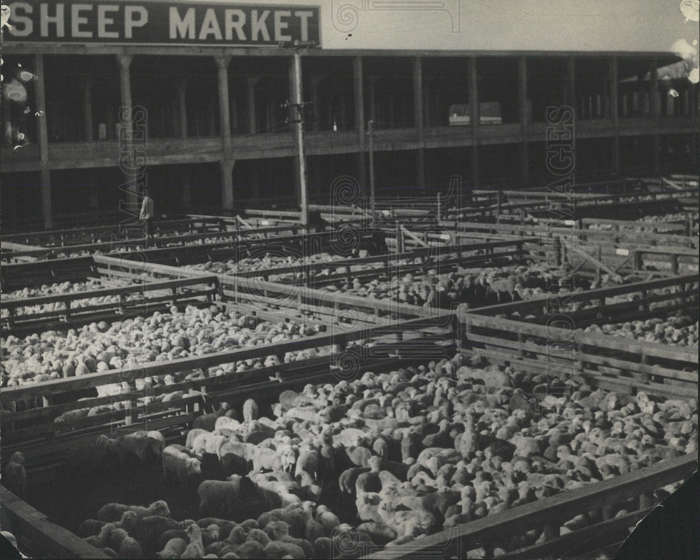 Press Photo Sheep Market Denver Union Stockyards Show - Historic Images