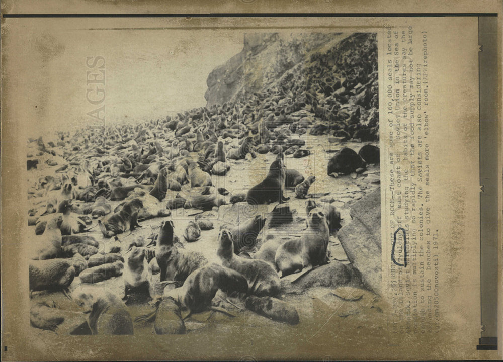 1971 Press Photo Soviet Union Beach Seals Lounging - Historic Images