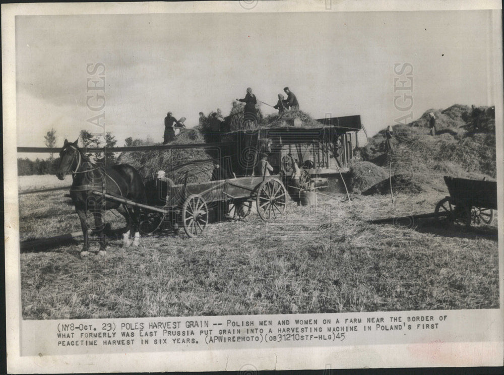 1945 Press Photo Polish men woman farm grain harvest - Historic Images