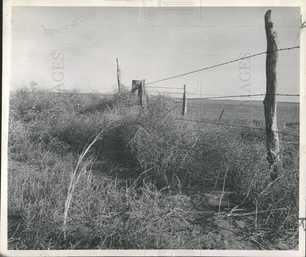 1951 Press Photo Dust Bowl Area Springfield Colorado - Historic Images