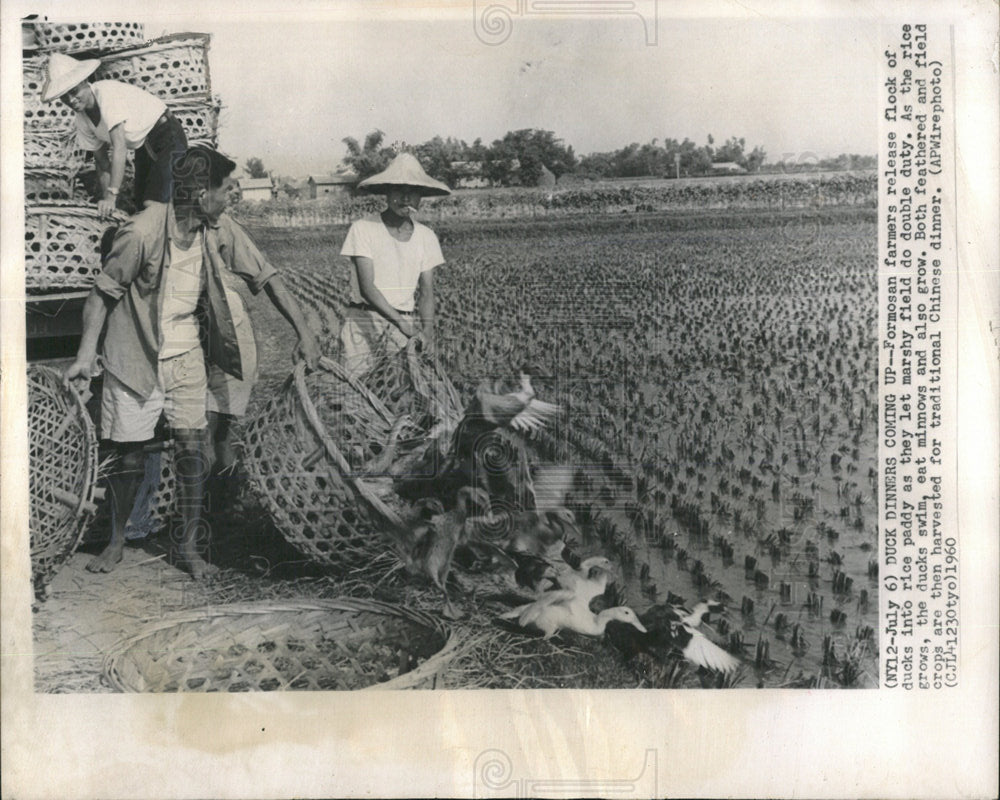 1960 Press Photo Ducks Rice Field Formosan Farmers - Historic Images