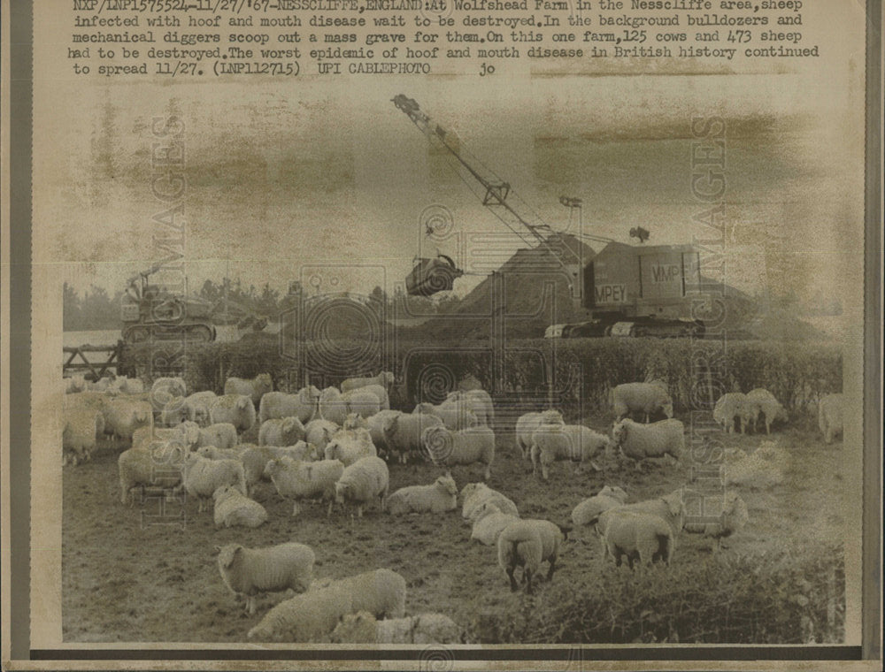 1967 Press Photo Sheep to be destroyed due to disease. - Historic Images