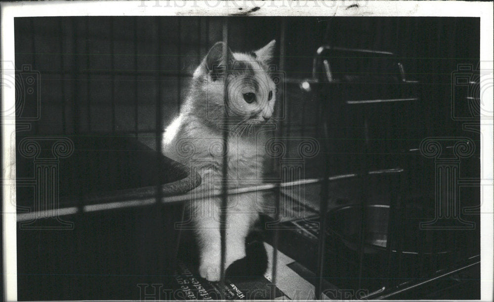 1980 Press Photo Michigan Human Socialist Cat McClellan - Historic Images