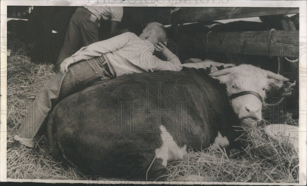 1960 Press Photo Glen Ressor steer Macon County Fair - Historic Images