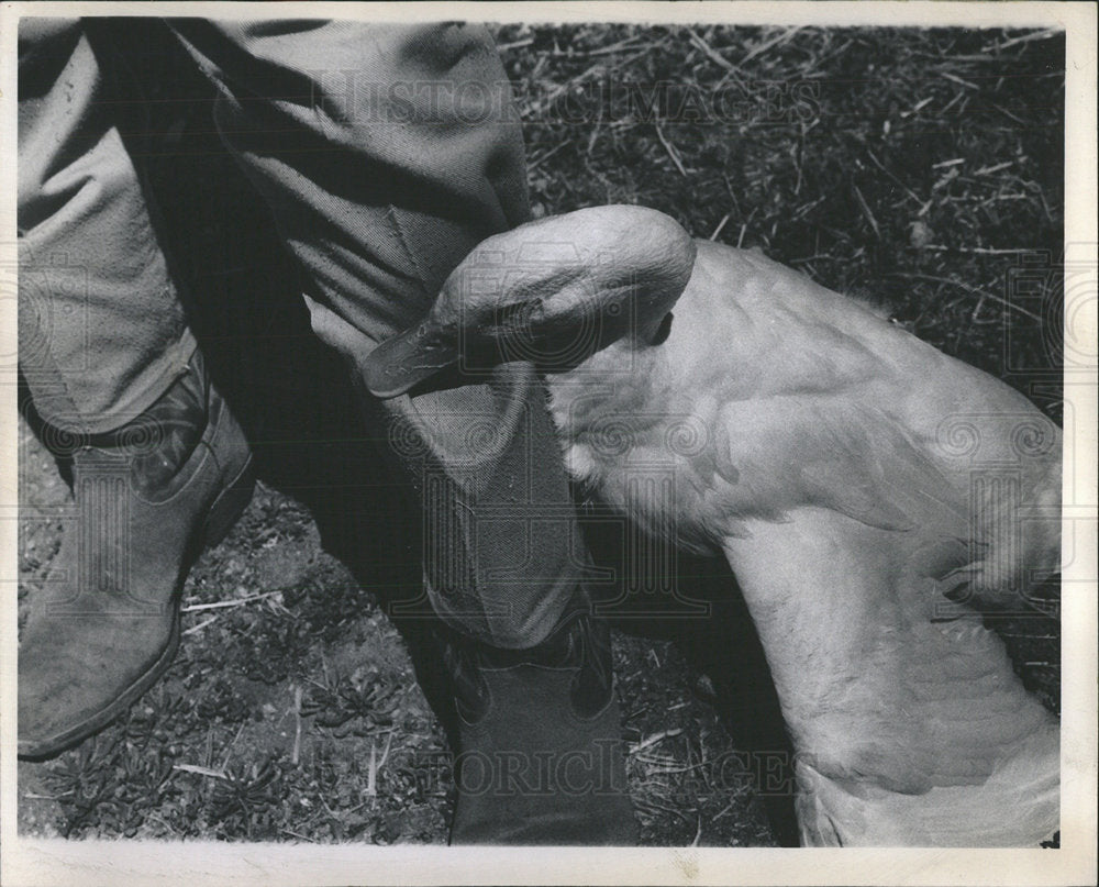 1963 Press Photo Charles &amp; Harold Herrmann Ranch - Historic Images