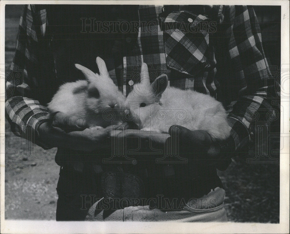 1968 Press Photo Charles Herrmann Hold Angora Bunnies - Historic Images