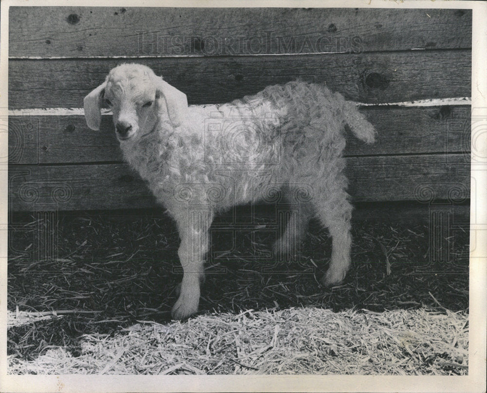 1968 Press Photo Angora kid grow wool Pound Low Price - Historic Images