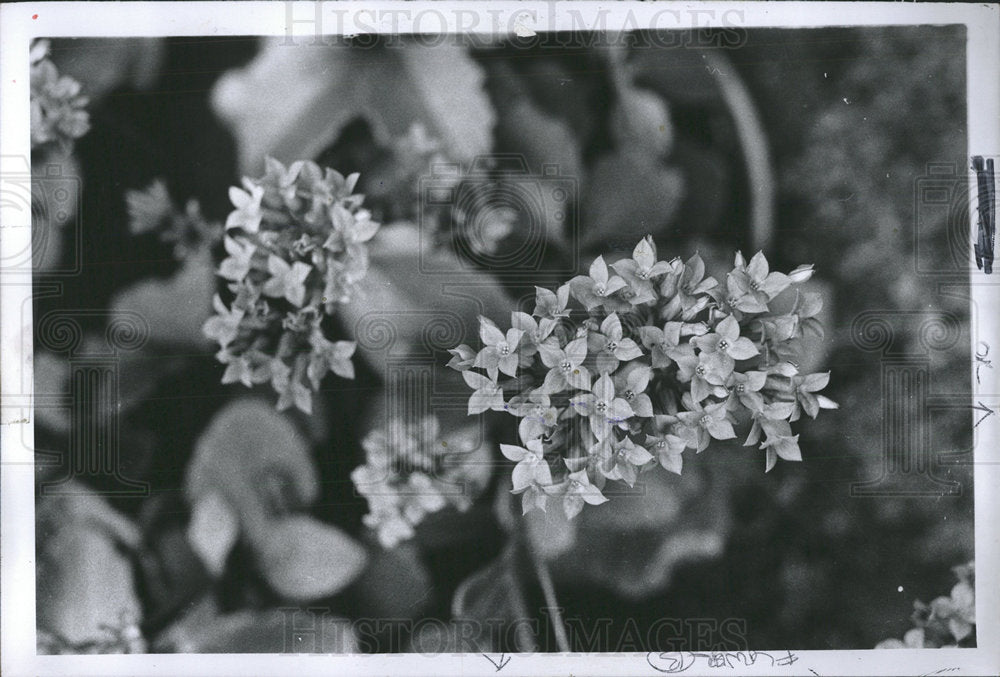 1973 Press Photo Kalanchoe Tropical Flowers - Historic Images