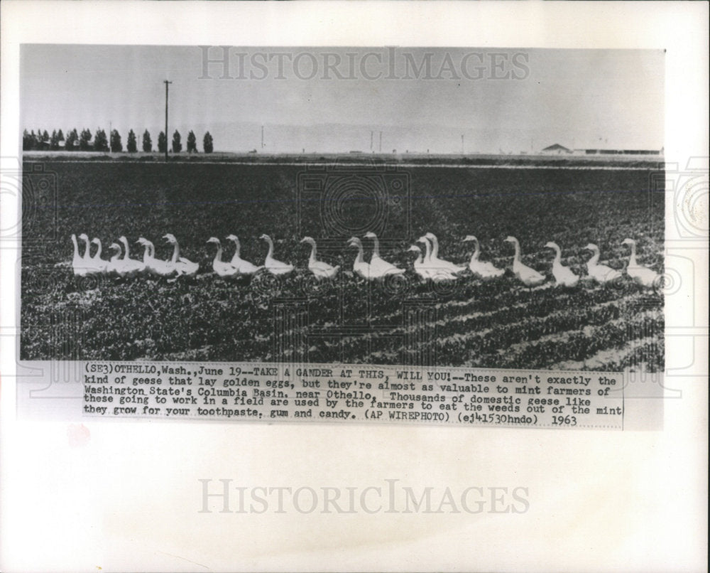 1963 Press Photo Mint Farmers of Columbia Basin - Historic Images