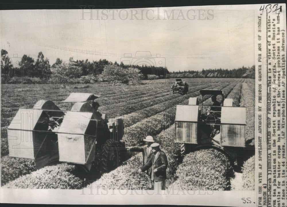 1963 Press Photo Soviet Tea Plantation Farming - Historic Images