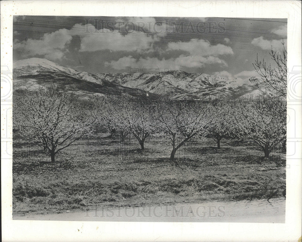 1948 Press Photo Utah Mountains Apricot Trees Blossom - Historic Images