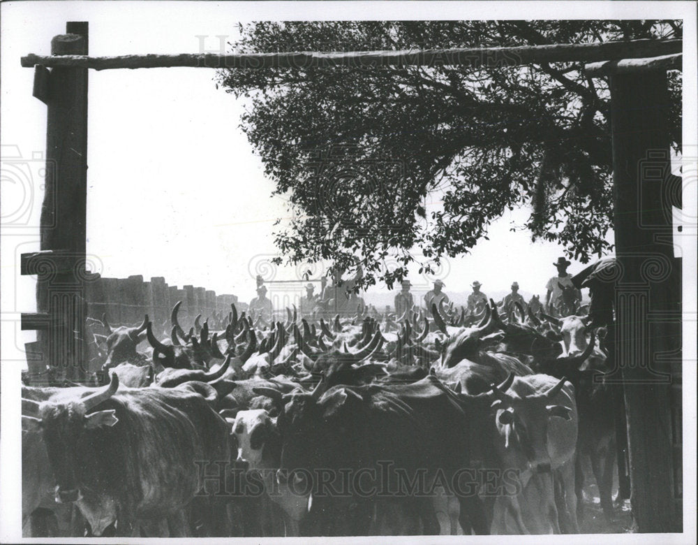 1957 Press Photo cattle driven - Historic Images