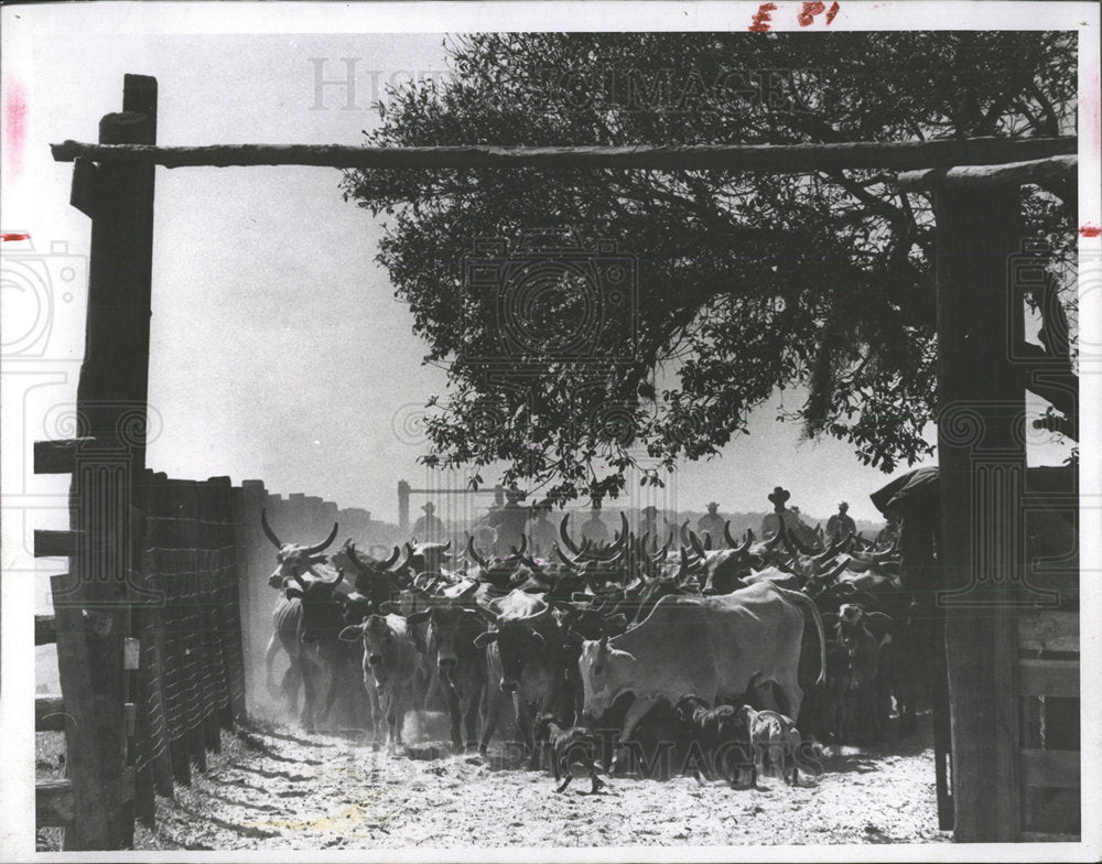 1957 Press Photo cowboys cattle corral Parker Ranch - Historic Images