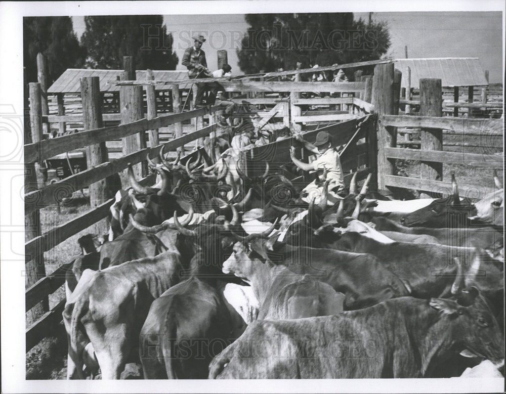 1957 Press Photo cowboys cattle Parker Brothers Ranch - Historic Images