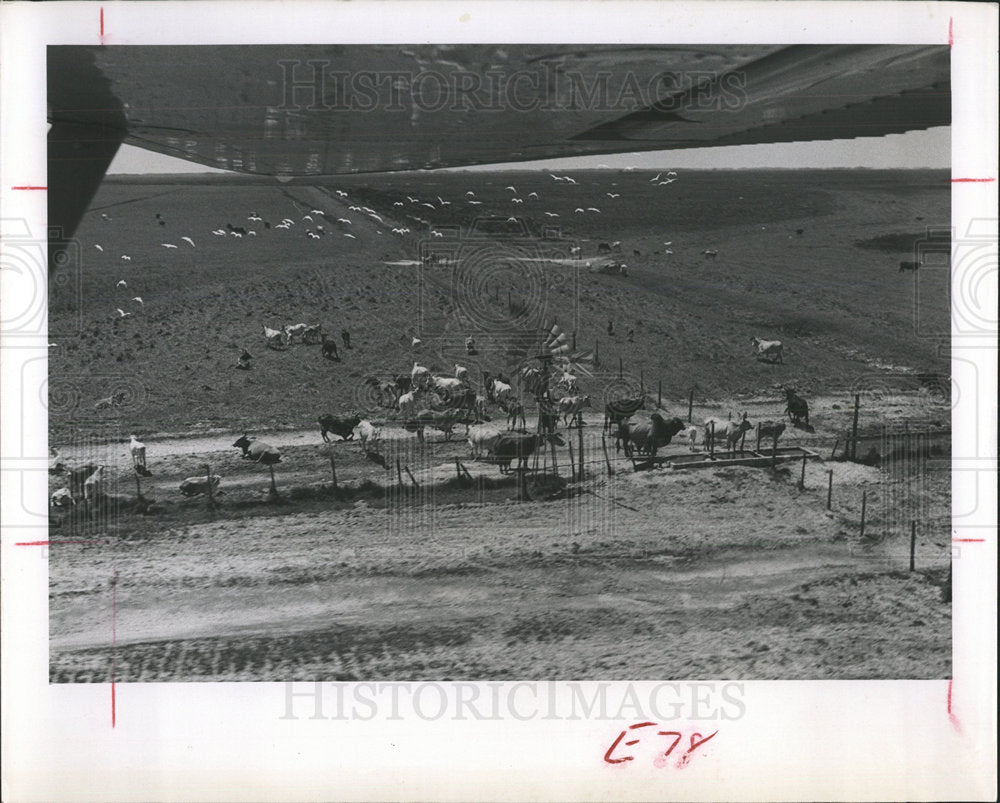 1963 Press Photo Cattle Ranch Four Pastures For Grazing - Historic Images