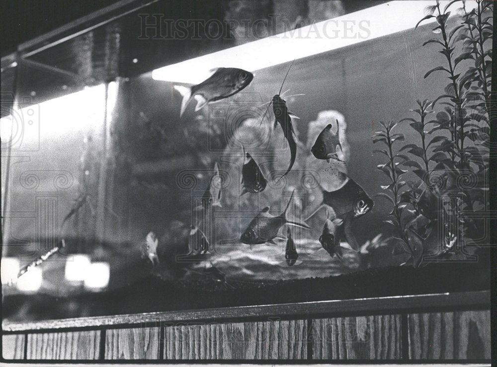 1972 Press Photo Donald Sporleder Marine World Store - Historic Images