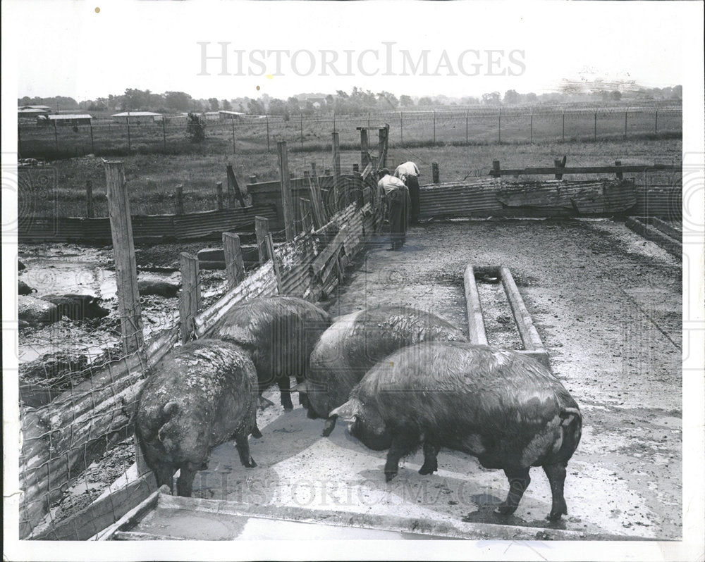 1961 Press Photo Prison Farm Hogs Hinsdale Illinois - Historic Images