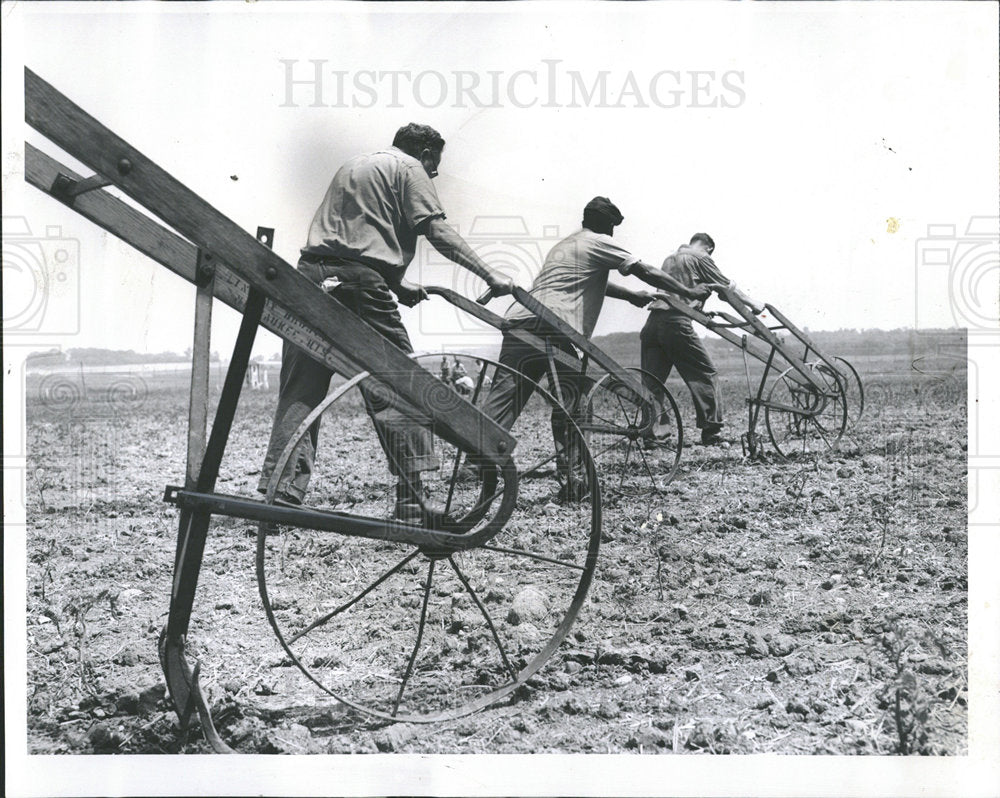 1961 Press Photo Inmates cultivating tomatoes - Historic Images