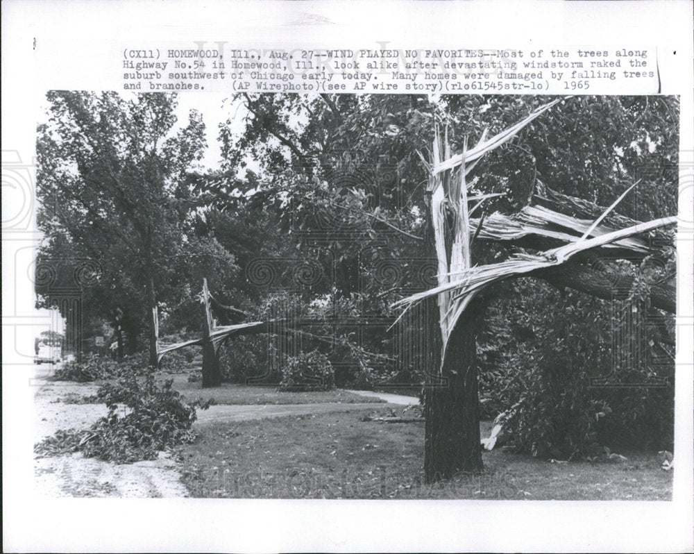 1965 Press Photo Windstorm/Fallen Trees/Illinois - Historic Images