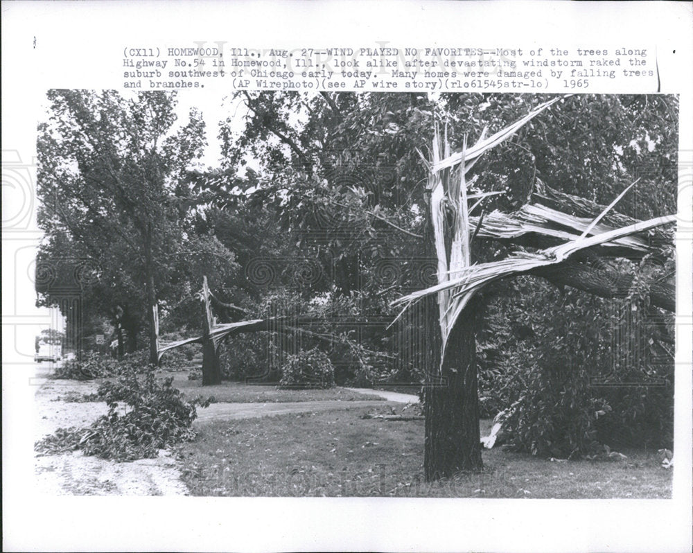 1965 Press Photo Windstorm damage trees along HWY 54 - Historic Images