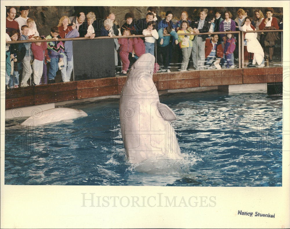 1993 Press Photo Beluga Whale at Shedd Aquarium - Historic Images
