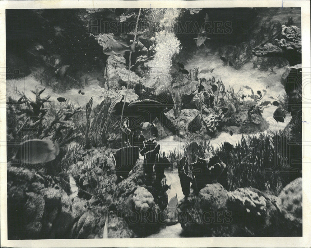 1971 Press Photo Shedd Aquarium/Fish/Coral Reef - Historic Images