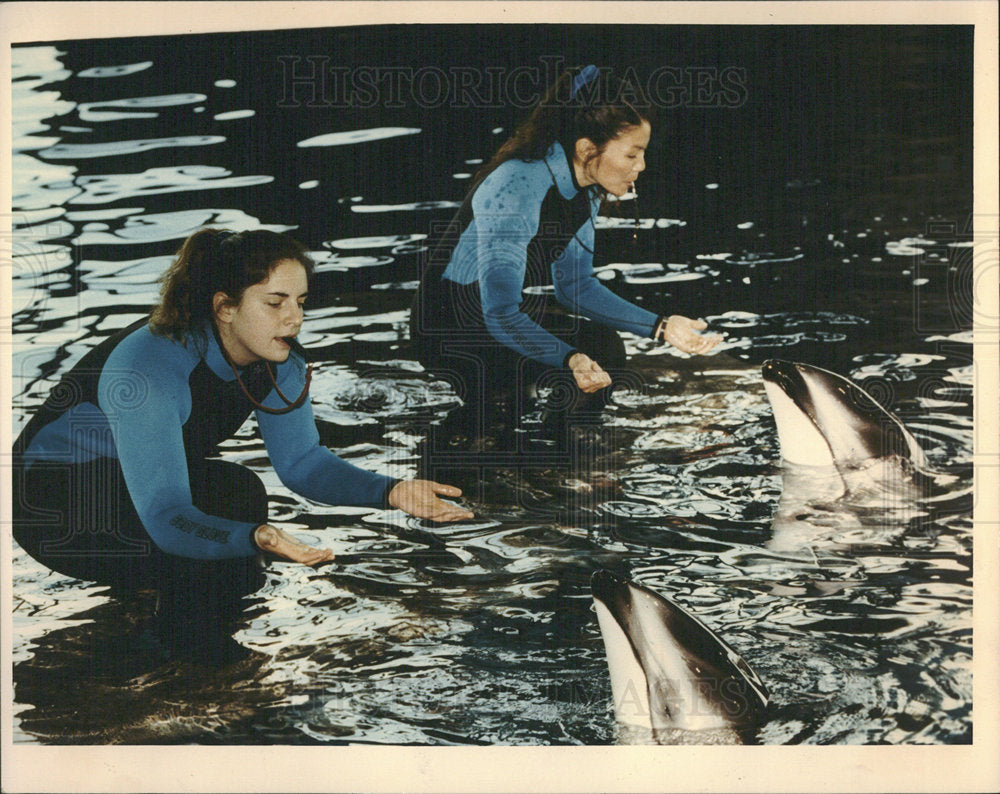 1991 Press Photo Shedd Aquarium - Historic Images