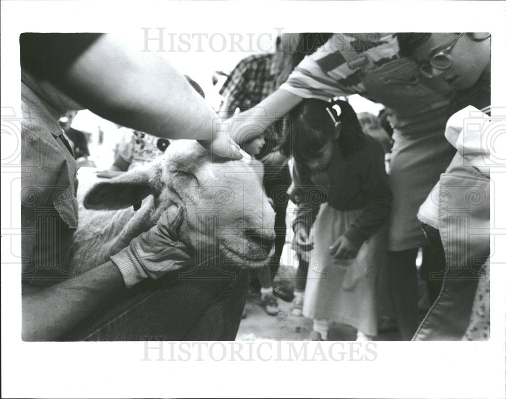 1988 Press Photo Sheep Shearing - Historic Images