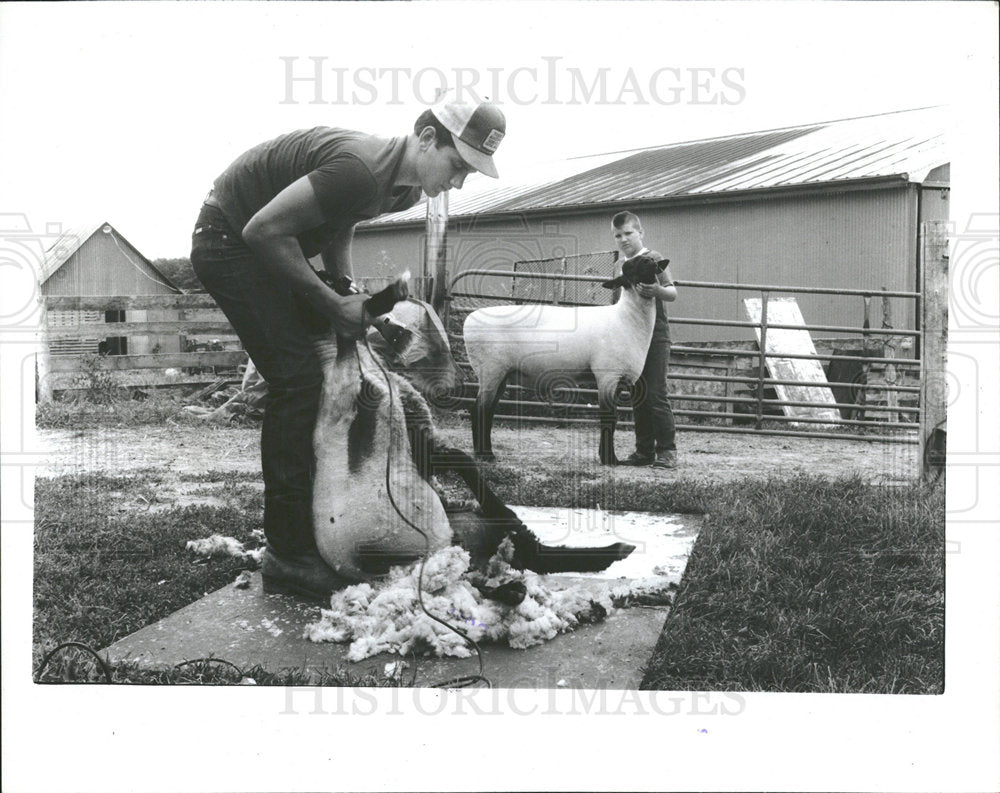 1986 Press Photo Deshetsky Family Farm: Shearing Lambs - Historic Images