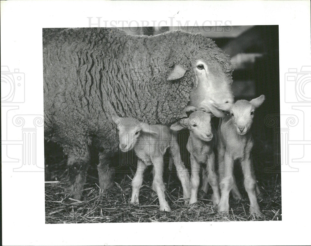 1986 Press Photo George good manager Shephard Sheep  - Historic Images