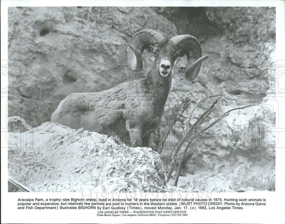 1983 Press Photo Aravaipa Ram Arizona Bighorn sheep  - Historic Images