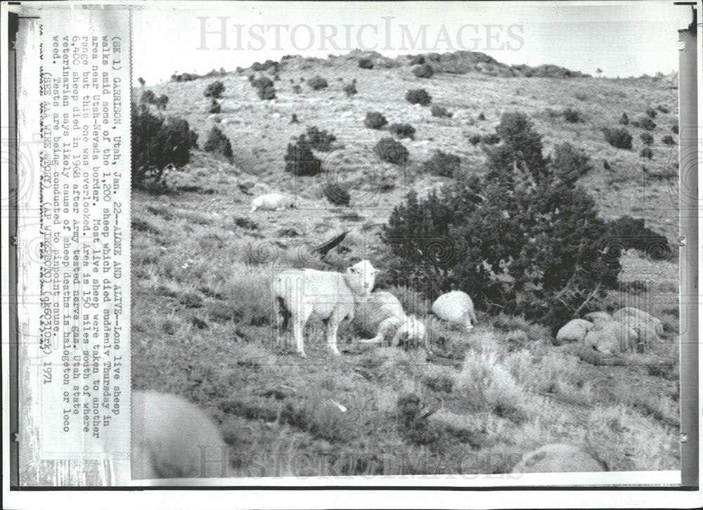 1971 Press Photo Seep walks Army Uthan Nevada Border - Historic Images