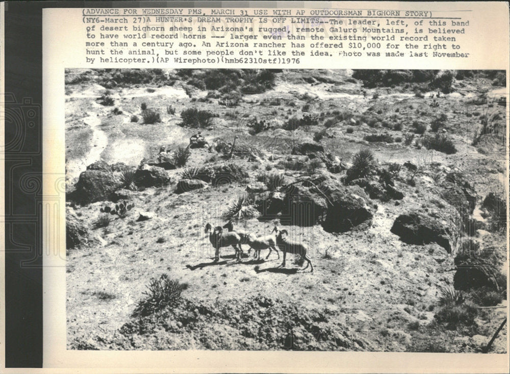 1976 Press Photo Bighorn Sheep  Arizona - Historic Images