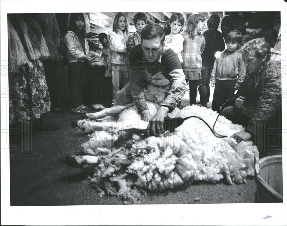 1987 Press Photo Sheep Shearing at Detroit Zoo,  - Historic Images