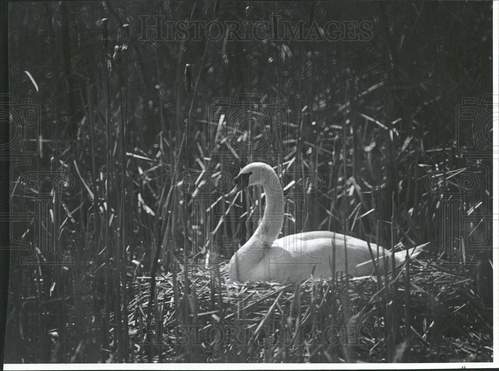 1981 Press Photo Marsh Mute Swan Beauty MM Lens Nest  - Historic Images