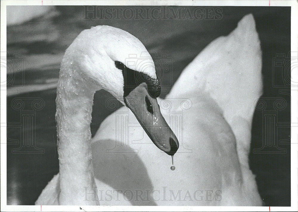 1981 Press Photo Mute Swans Michigan Traverse Bay Grand - Historic Images