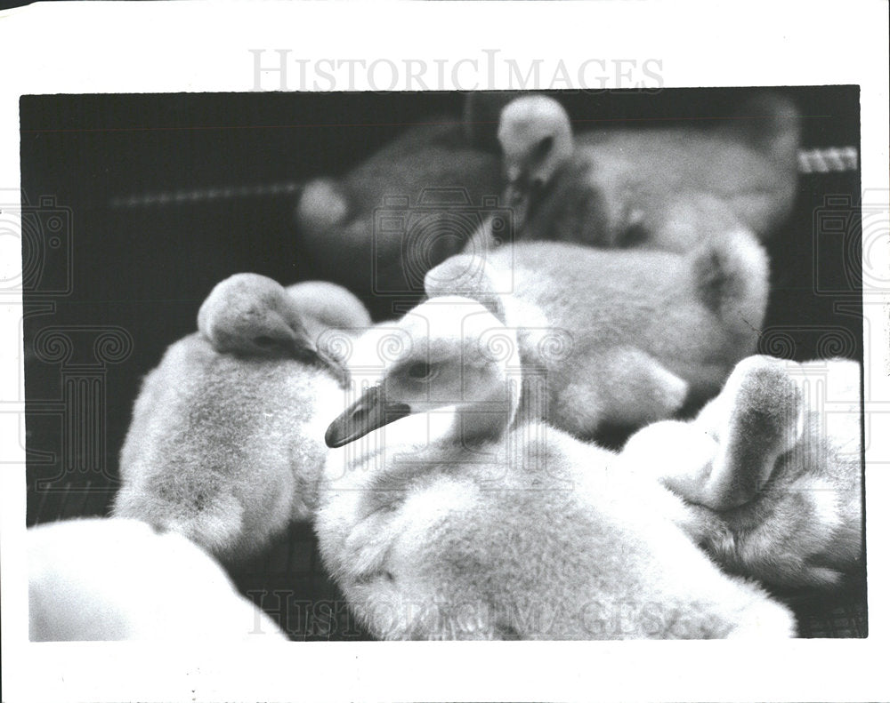 1989 Press Photo Trumpeter swans hatched MSU Sanctuary - Historic Images