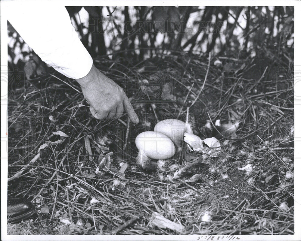 1959 Egg Bird Black Swan Observer Picture - Historic Images