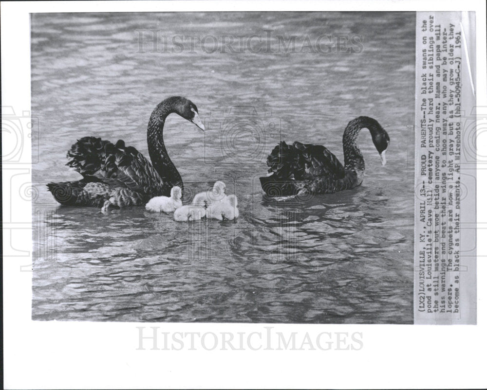 1961 Press Photo swans Louisville Cave Hill Mama Papa - Historic Images
