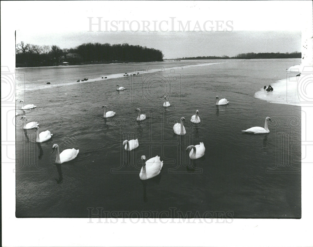1986 Press Photo West Swans Lines - Historic Images