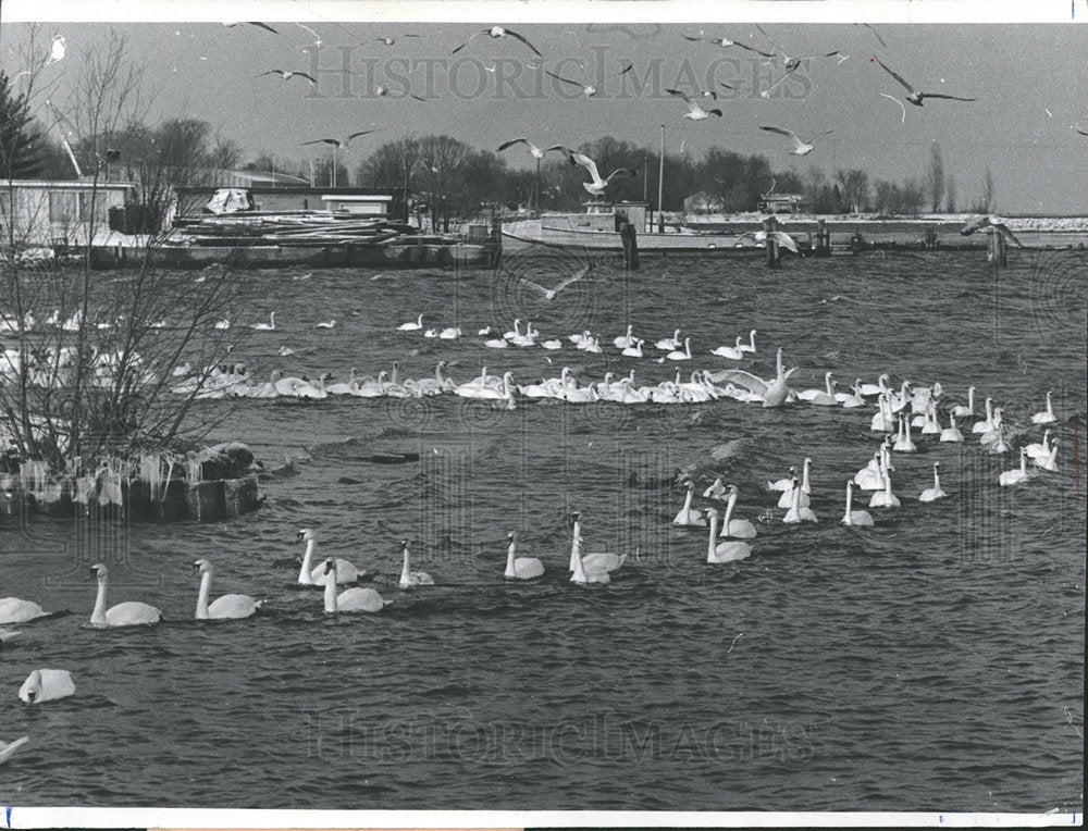 1972 Press Photo Swans Michigan Holcomb Ducks Water  - Historic Images