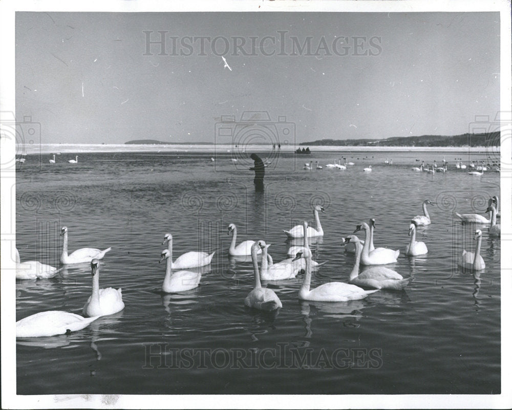 1972 Grand Traverse Bay Swans Michigan Lake - Historic Images