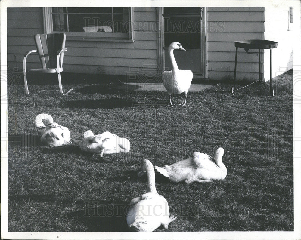 1970 Press Photo Swans - Historic Images