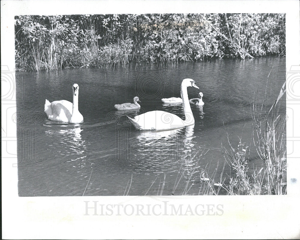 1974 Press Photo Swans Water  - Historic Images